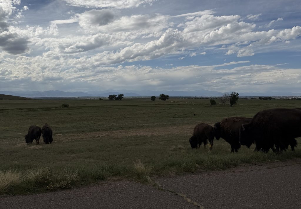 a herd of bison roaming as they cross a paved road towards open grassy plains; the rocky mountains on the horizon under a partly cloudy sky.